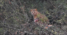 멸종위기종 앞에 옹색해진 달성군, 서둘러 탐방로 공사 마무리?