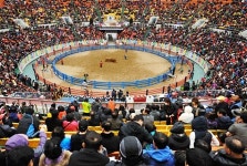 싸움소도 아프다...33년째 청도소싸움 동물학대 논란