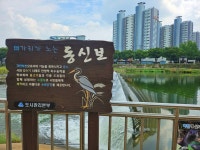 대구 한복판 신천에도 녹조...4대강 낙동강 녹조 유입 공방
