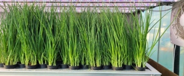 스마트팜 그린플러스, 스마트 ‘첨단 수직농장’개발