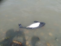 [논객사진] 몽여해변의 고래사체