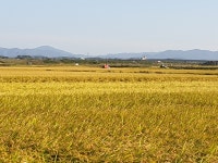 [논객사진] 황금들녘에서