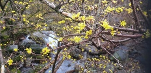 [논객 포토] 산수유마을의 봄