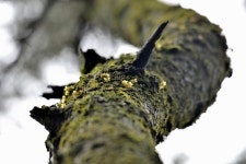 [김인철 칼럼] 멸종위기 우리꽃-21-비자란