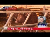  [전화연결] 전남 가축 폭염피해 확산...14만여 마리 폐사