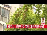  광주시, 은행나무 채취기간 운영