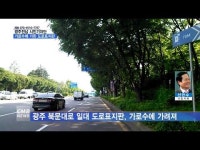 [시민기자단] 도로 안내판을 가린 가로수 정비