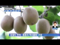 전남도농업기술원, 아열대 과수 육성 연구 \발돋움\
