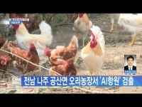 전남 나주 공산면 오리농장서 ´AI항원´ 검출