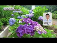 [시민기자단]  우리 동네 꽃동네 수국꽃 보러 가요