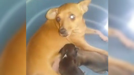 거리의 개가 물어 올린 쓰레기… 어째 좀 수상하다?