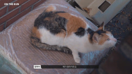2년 동안 망원동 길고양이들 밥준 캣대디 아이돌