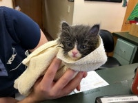 ‘부리또’ 같은 모습의 고양이와 사랑에 빠졌다