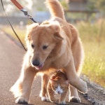 골든 리트리버, 버려진 고양이의 엄마가 되다