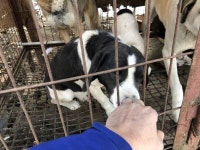 [케어] 개농장에서 가까스로 구조된 라파엘과 릴리