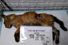 죽어가는 고양이 중성화 후 길에 풀어놓은 동물병원
