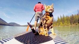 보드타는 고양이 로간