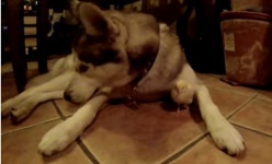 병아리를 사랑한 시베리안 허스키 (영상)