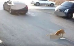 떠돌이 개를 차로 짓이겨 죽인 남성