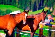 말띠, 인복 넘치건만 [오늘의 운세-8/23]