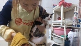 “반려동물도 내 가족”…전용샤워기·출장미용 각광