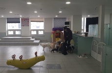 “반려견도 유치원 간다”…맞춤형 학습부터 우열반까지