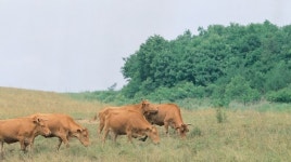 소띠 음력 2·7·11월생, 믿고 따르는 사람 실망시키지 마세요[오늘의 운세-3/29]