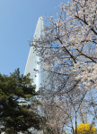 축제 앞둔 석촌호수, 벚꽃 만개