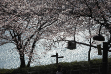 축제 앞둔 석촌호수, 벚꽃 만개