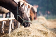 말띠 음력 2·11·12월생, 약점 스스로 깨우치세요 [오늘의 운세-6/14]