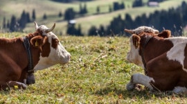 소띠, 타인 의심하지 마세요[오늘의 운세-6/21]