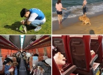 반려견 동반 여름휴가…글램핑·수영·산책 패키지