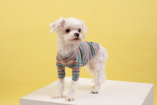 70년생 개띠, 특별한 날의 주인공 됩니다[오늘의 운세-6/1]