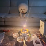 반려동물 생일파티…선물로 건강검진 어때요