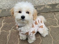 반려동물 ‘사회화’…행복한 동행 위한 선행조건