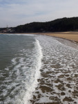 충남 청양 태안군 봄캉스 관광지로 각광