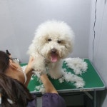 ‘애견미용실 CCTV 의무’…반려동물업 영업기준 강화