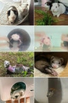 “기니피그·페릿 등 이색 반려동물 매력에 빠졌어요”