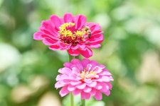 산소카페 청송정원, 꽃길만 걷게 해줄게