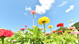 산소카페 청송정원, 꽃길만 걷게 해줄게