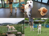 “산책 겁내는 반려견, 교육으로 ‘개과천선’ 했어요”