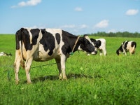 85년생 내일이 아름다운 약속이 오고 간다. [오늘의 운세 - 11/19]