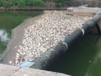 영광 군서천 물고기 폐사 용존산소 부족 추정