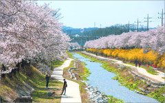 영주, 서천에서 원당천 벚꽃길 연결 올해 완료