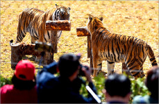 국립백두대간수목원, 호랑이숲 관람 임시 중단