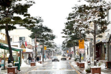 수원의 아름다운 가로수길 사계절 풍경