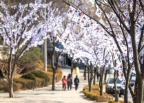 용산구, 제104주년 3·1절, 거리 곳곳 태극기로 수놓는다