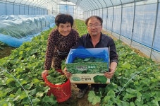 연하고 향긋한 맛의 산채… 고성 곤달비를 아시나요