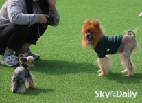 “댕댕아, 봄놀이 산책가자”…   한강 산책길 반려견 쉼터