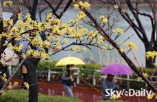 봄 재촉하는 ‘단비’… 내일은 반짝 추위